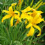 Hemerocallis Slapstick